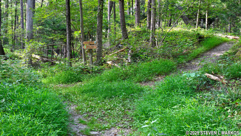 Start of the loop section of the Forest Trail at Home of Franklin D. Roosevelt National Historic Site