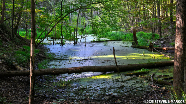 The Forest Trail crosses a creek at the northern end of the loop, Home of Franklin D. Roosevelt National Historic Site