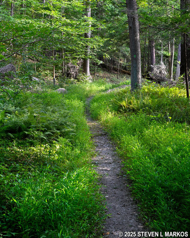 Narrow section on the eastern half of the Forest Trail loop, Home of Franklin D. Roosevelt National Historic Site