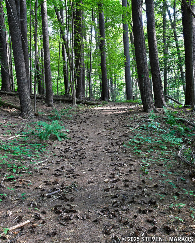 Section of the Forest Trail that passes through a pine tree forest, Home of Franklin D. Roosevelt National Historic Site