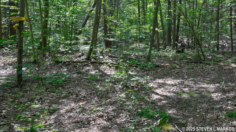 Intersection at the northern end of the Bennett Trail with the Newbold Trail, Home of Franklin D. Roosevelt National Historic Site