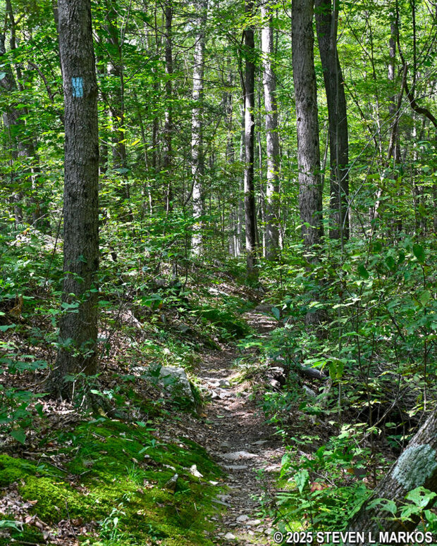 Typical terrain on the Bennett Trail at Home of Franklin D. Roosevelt National Historic Site
