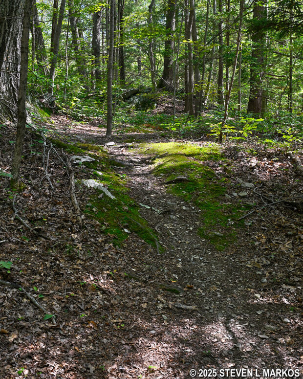 Typical waist-high hill on the Newbold Trail at Home of Franklin D. Roosevelt National Historic Site