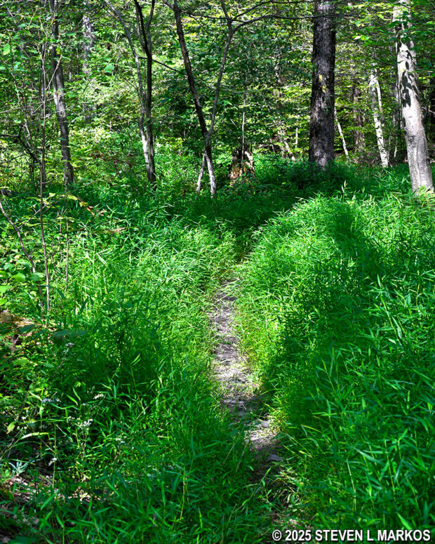 Overgrown section of the Newbold Trail at Home of Franklin D. Roosevelt National Historic Site