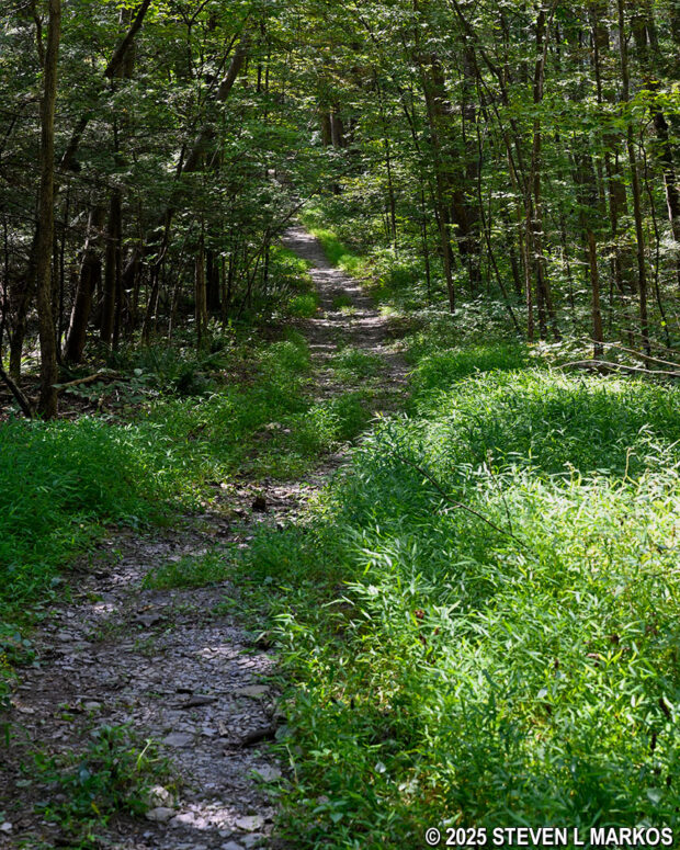Wider path on the east-west section of the Newbold Trail at Home of Franklin D. Roosevelt National Historic Site