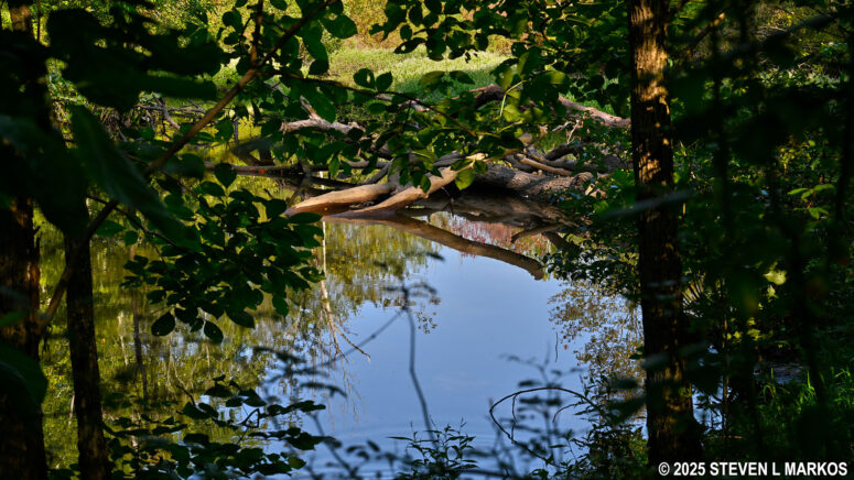 Glimpse of the Old Beaver Dam Pond along Eleanor's Walk, Eleanor Roosevelt National Historic Site