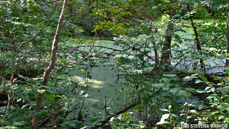 Pond at the top of the steep hill on Eleanor's Walk, Eleanor Roosevelt National Historic Site