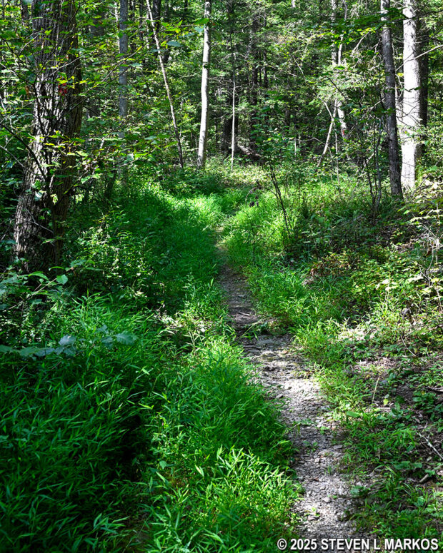 Narrow section of the Bracken Pond Trail at Home of Franklin D. Roosevelt National Historic Site