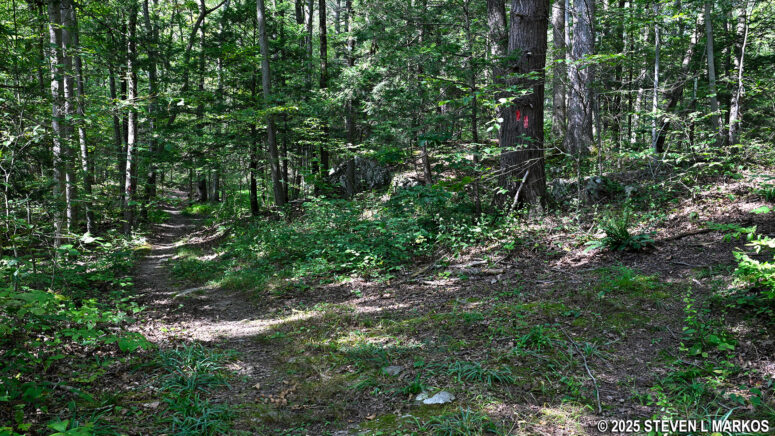Fork in the Bracken Pond Trail that is not on the map, Home of Franklin D. Roosevelt National Historic Site