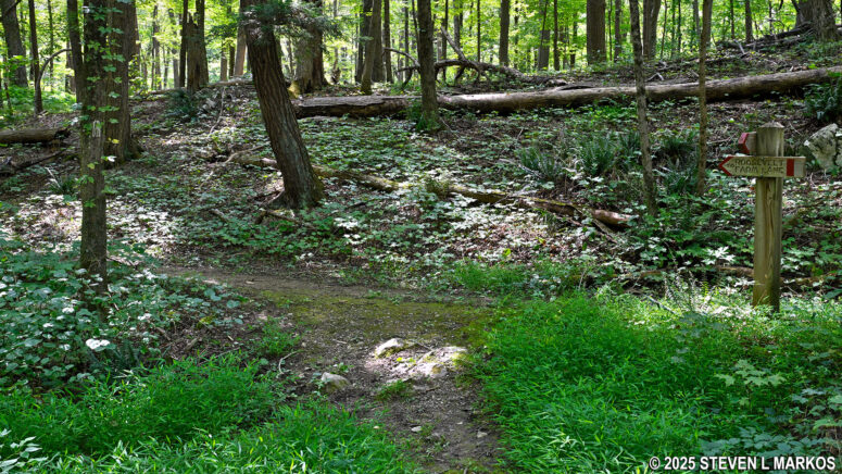 Second split in the Bracken Pond Trail that is not on the map, Home of Franklin D. Roosevelt National Historic Site
