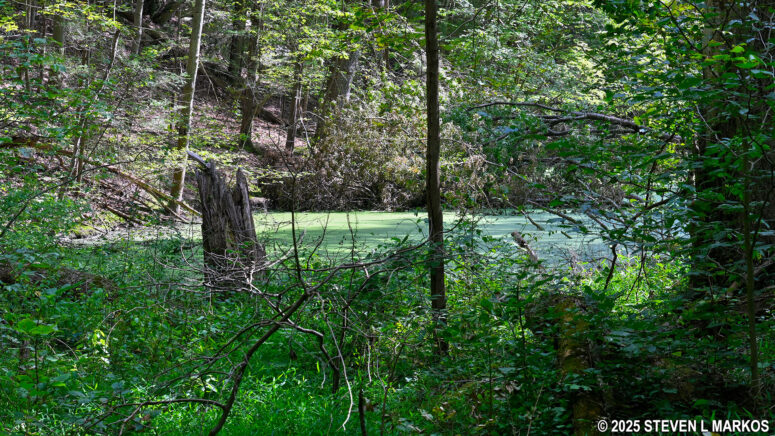 Bracken Pond along the Bracken Pond Trail at Home of Franklin D. Roosevelt National Historic Site