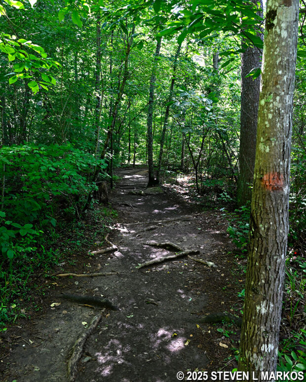 Orange blazes mark the route of the Little Falls Trail at Little River Canyon National Preserve