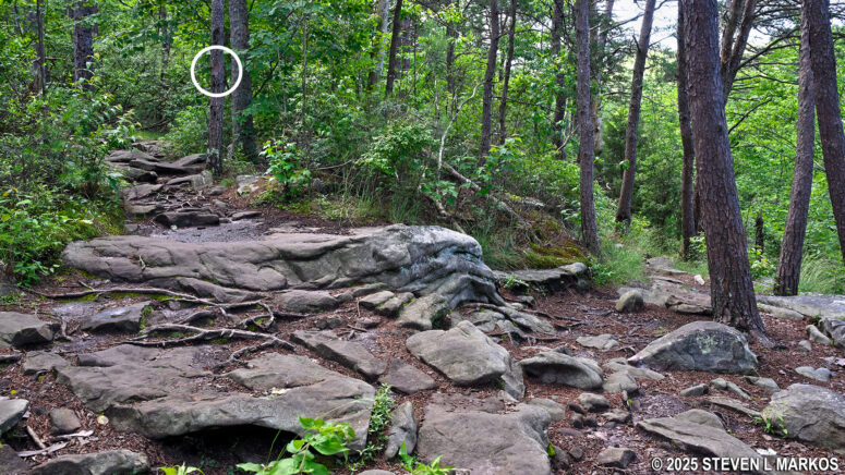 Potential fork in the Little Falls Trail at a large, rock slab, Little River Canyon National Preserve