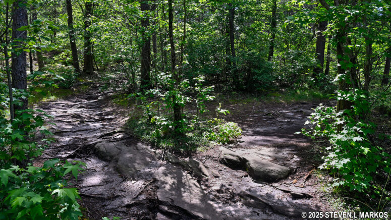 Second fork in the Little Falls Trail near its halfway point, Little River Canyon National Preserve