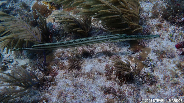 SCUBA diving at Biscayne National Parkv