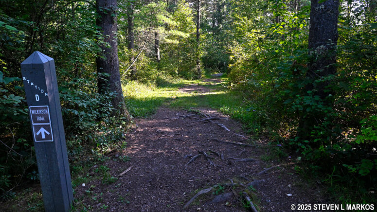 Wooded section at Stop D on the Wilkinson Trail in Saratoga National Historical Park