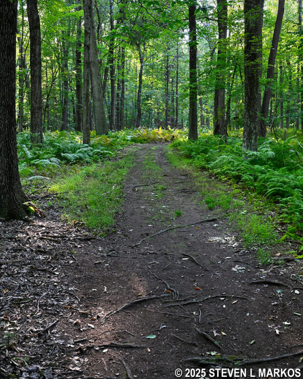 Typical terrain in the wooded section between stops L and N on the Wilkinson Trail in Saratoga Historical National Park
