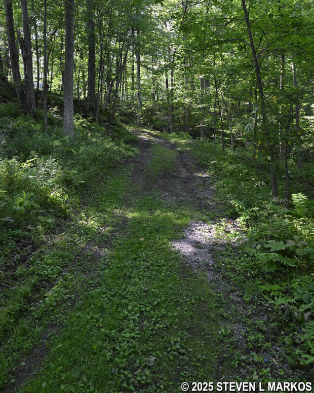 Hike back up to the bluff at Stop 10 on the Saratoga Battlefield Tour is through the forest, Saratoga National Historical Park