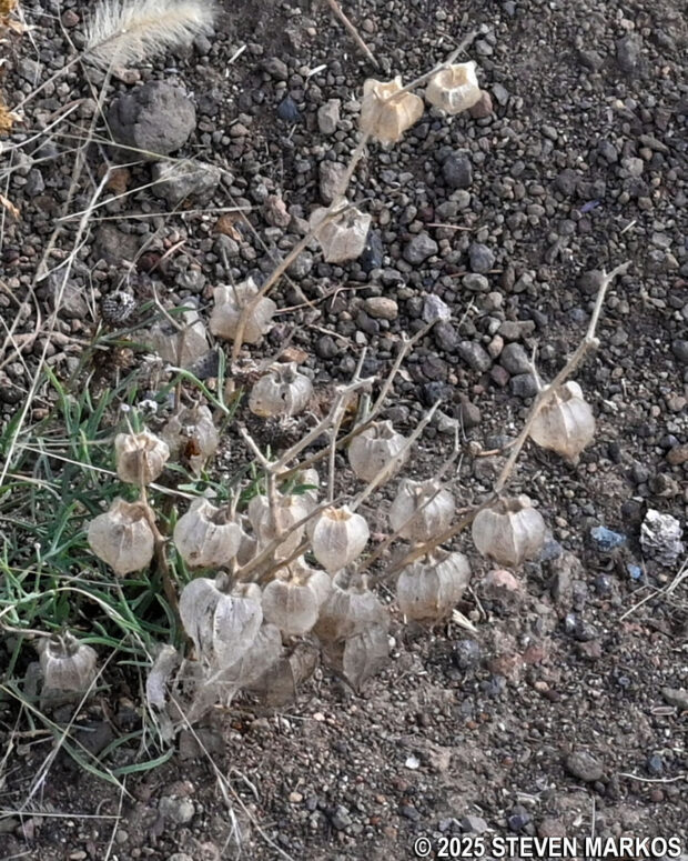 Longleaf groundcherry plant at Stop 4 on the Lava Flow Trail, Capulin Volcano National Monument