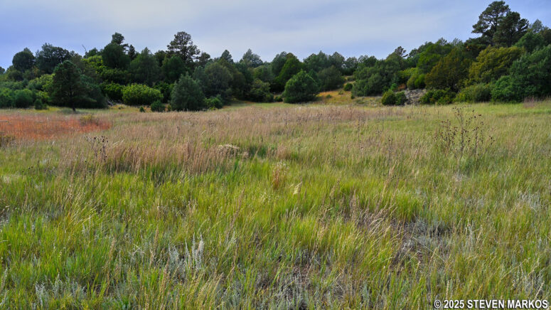 Former lava lake, now a meadow, at Stop 2 on the Boca Trail, Capulin Volcano National Monument