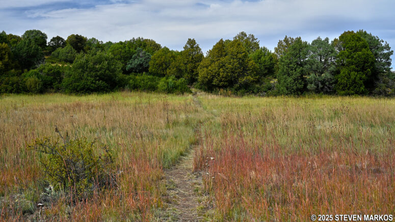 The Boca Trail approaches a wooded area, Capulin Volcano National Monument