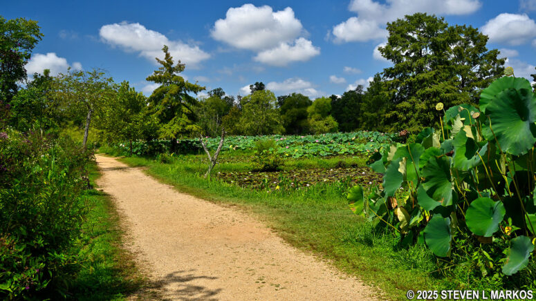 Paths through the ponds at Kenilworth Aquatic Gardens in Washington, D.C.