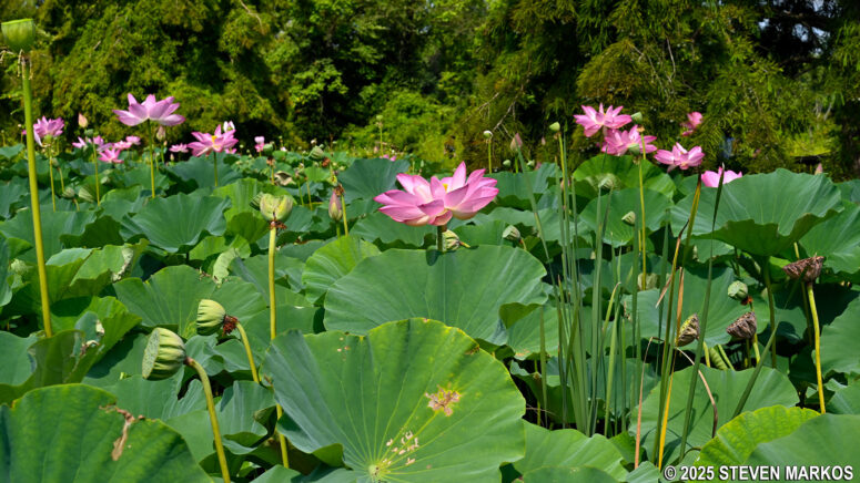 Lotuses at Kenilworth Aquatic Gardens in Washington, D.C.
