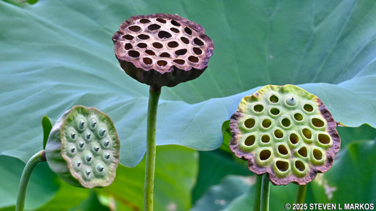Lotus seed pods, Kenilworth Aquatic Gardens in Washington, D.C.