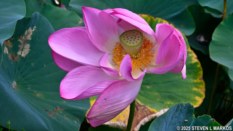 Lotus flower, Kenilworth Aquatic Gardens in Washington, D.C.