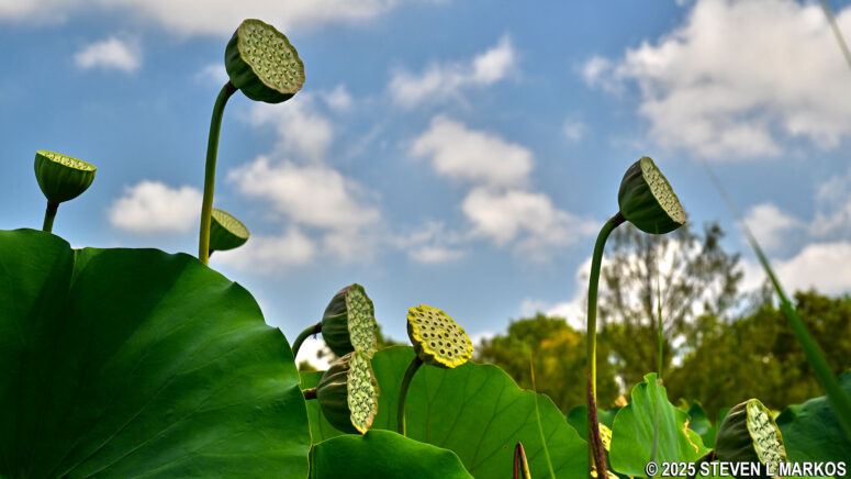 Lotus seed pods, Kenilworth Aquatic Gardens in Washington, D.C.