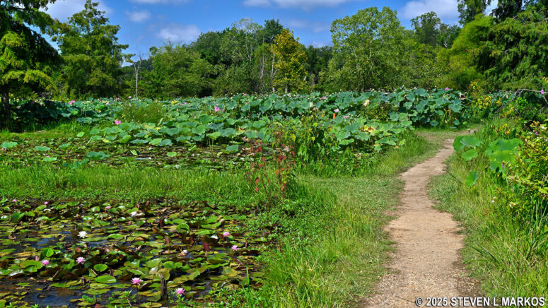 Paths through the ponds at Kenilworth Aquatic Gardens in Washington, D.C.