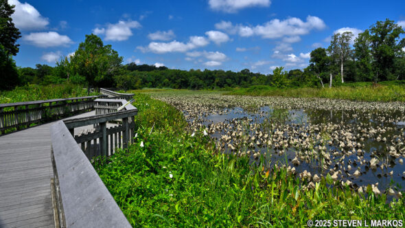 Marsh Boardwalk at Kenilworth Aquatic Gardens in Washington, D.C.