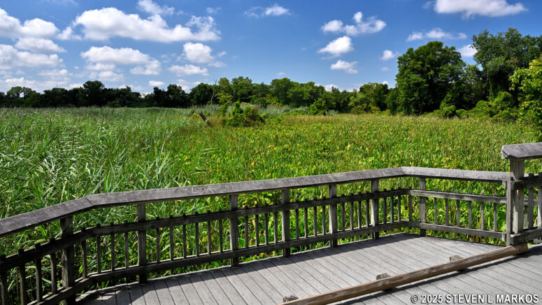 Overgrown section of the marsh at Kenilworth Aquatic Gardens in Washington, D.C.