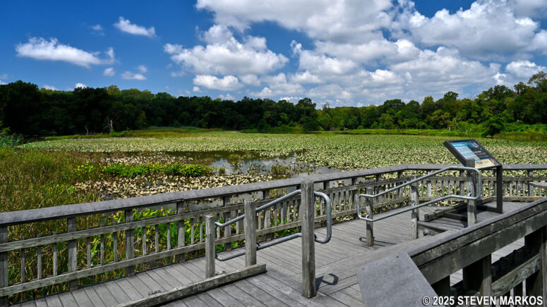 Observation deck at the far end of the Marsh Boardwalk at Kenilworth Aquatic Gardens in Washington, D.C.