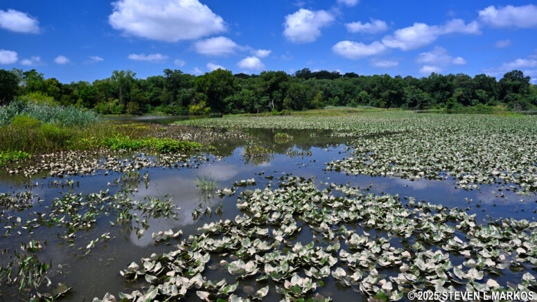 Marsh at Kenilworth Aquatic Gardens near high tide