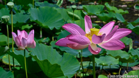 Lotus flower blooms at Kenilworth Aquatic Gardens in Washington, D.C.