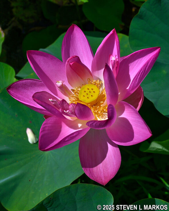 Lotus flower blooms at Kenilworth Aquatic Gardens in Washington, D.C.