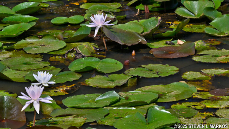 Water lilies at Kenilworth Aquatic Gardens in Washington, D.C.