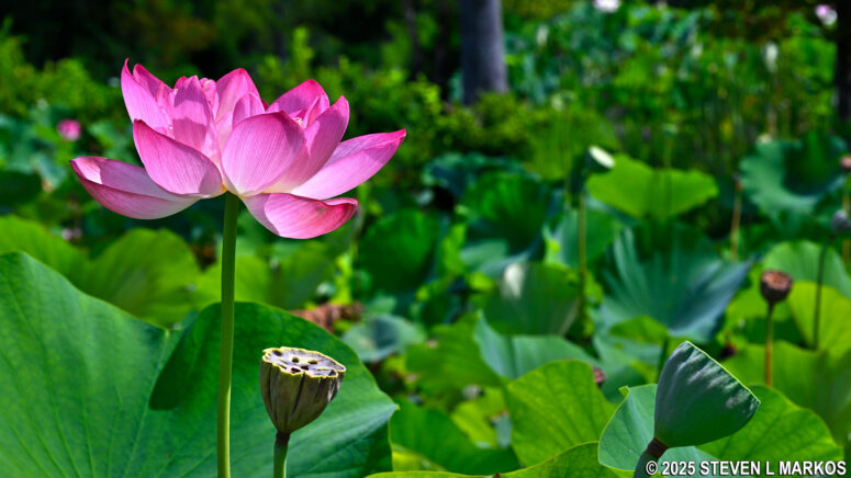 Lotus flower blooming in mid-August at Kenilworth Aquatic Gardens in Washington, D.C.