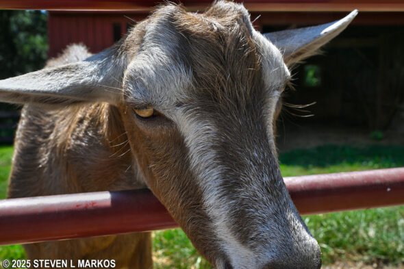 Goat at Oxon Hill Farm in Maryland
