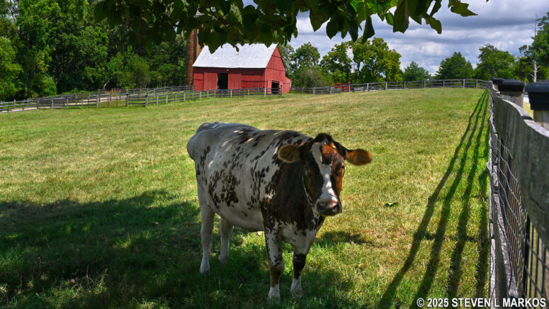 Cow at Oxon Hill Farm in Maryland