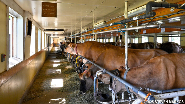 Dairy cows in the milking barn at Billings Farm and Museum in Woodstock, Vermont