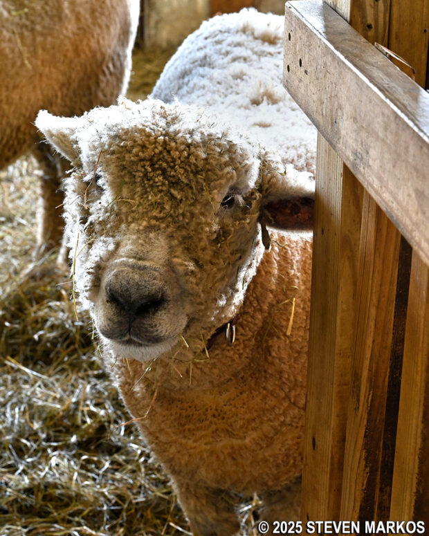 Sheep at Billings Farm and Museum in Woodstock, Vermont