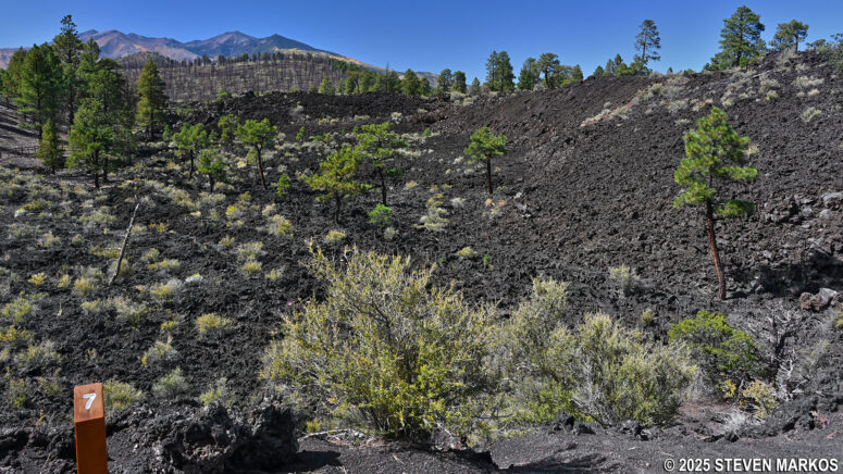 View of the San Francisco Peaks from Stop 7 on the Lava Flow Trail, Sunset Crater Volcano National Monument
