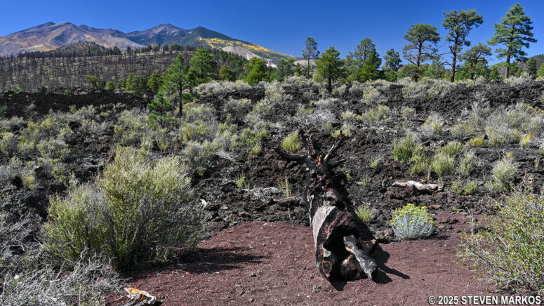 Fallen ponderosa pine tree at Stop 8 on the Lava Flow Trail, Sunset Crater Volcano National Monument