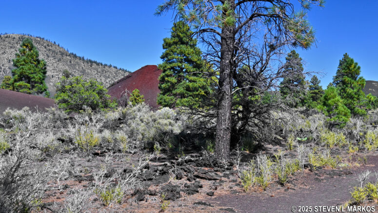 View of a welded tuff hill at Stop 11 on the Lava Flow Trail, Sunset Crater Volcano National Monument