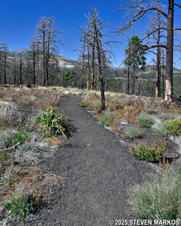 Barren trees along the Lenox Crater Trail at Sunset Crater Volcano National Monument
