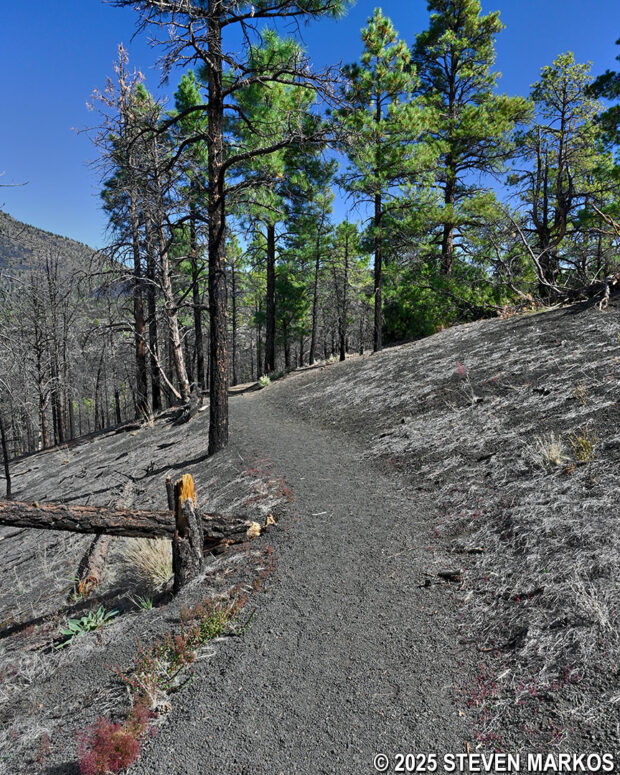 Downhill path of the Lenox Crater Trail at Sunset Crater Volcano National Monument