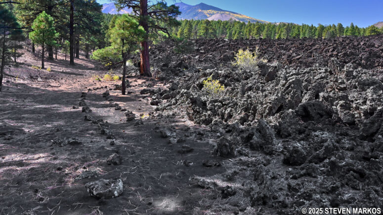 Typical terrain of the Lava's Edge Trail as it runs along the edge of the Bonito Lava Flow, Sunset Crater Volcano National Monument