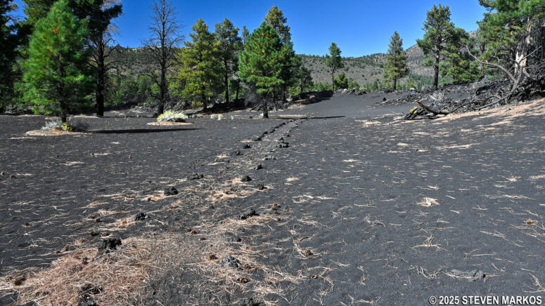 Typical terrain on the Lava's Edge Trail within Coconino National Forest